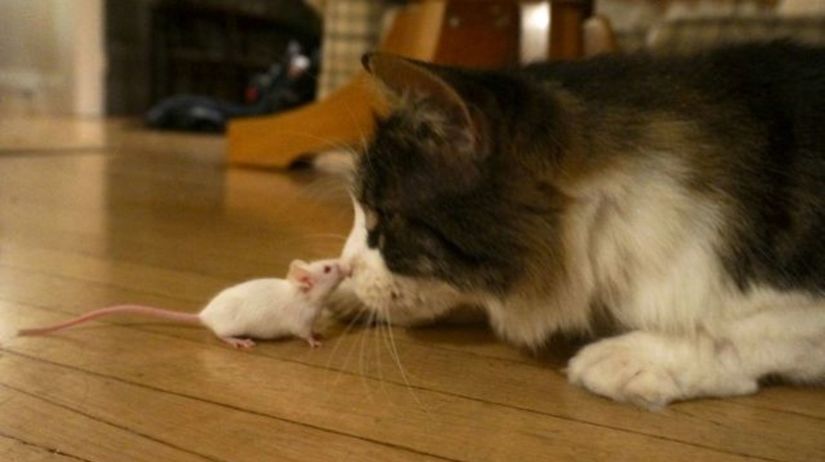 Virüsler İnsan Davranışını Nasıl Değiştirir